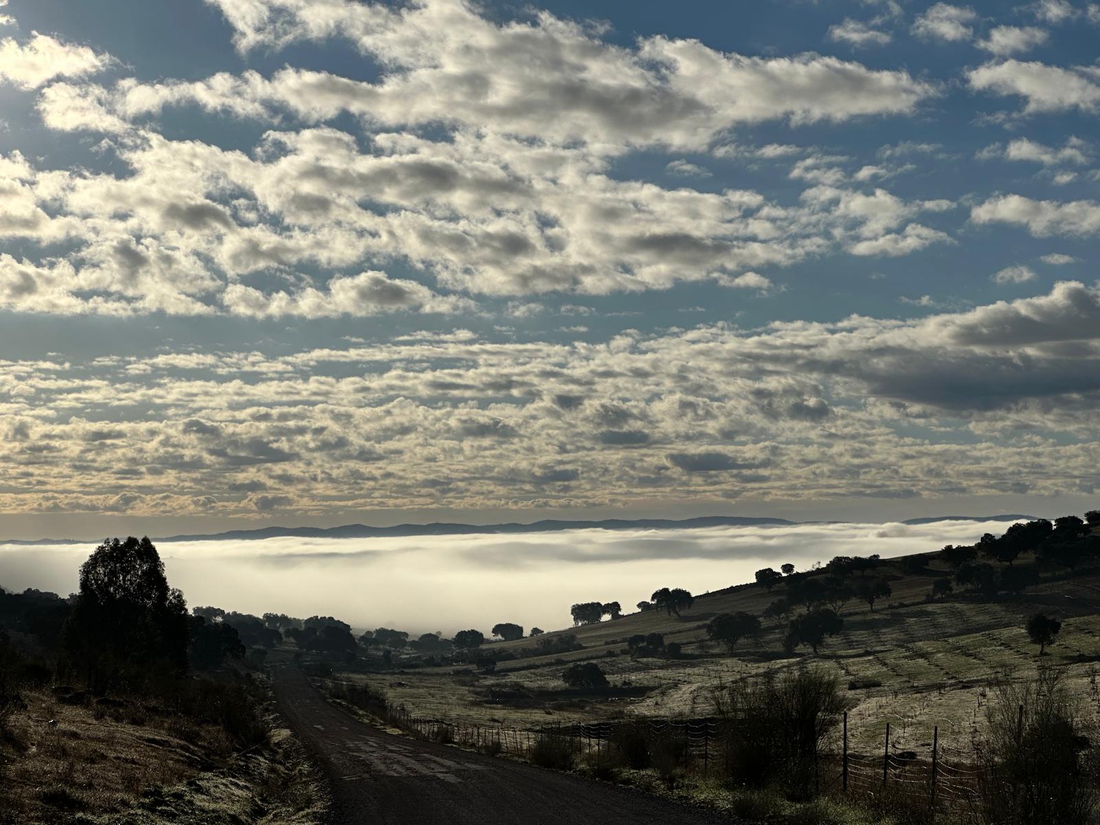 Amanecer De La Escarcha De Los Pistachos